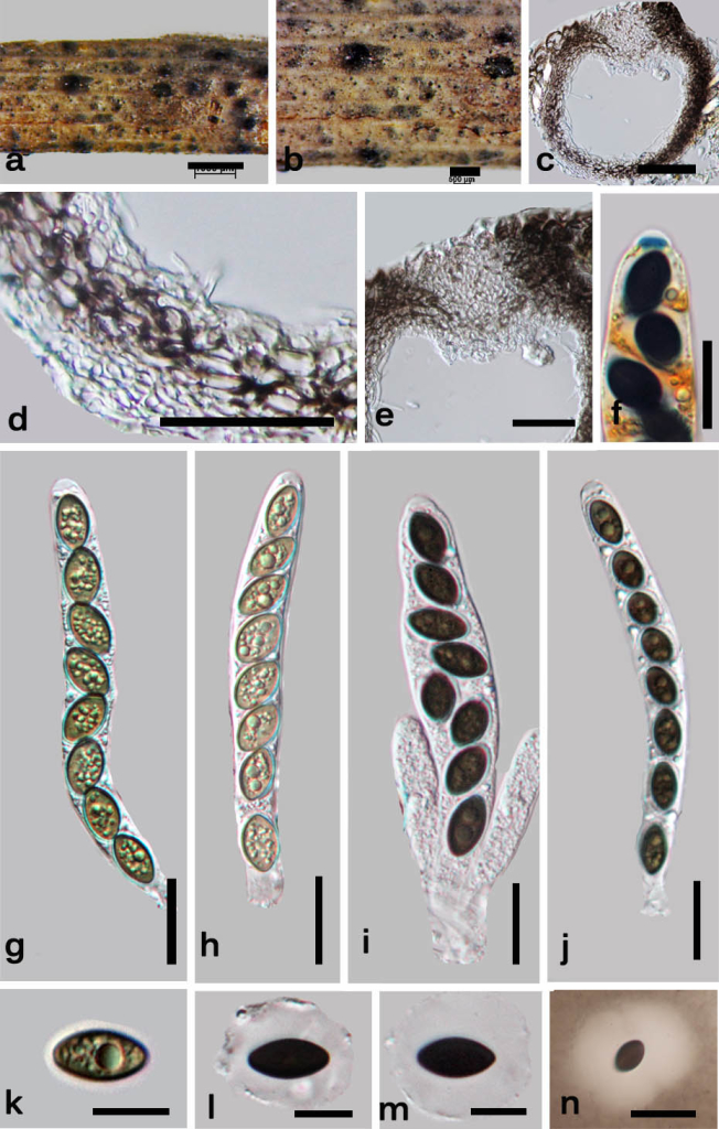 Fig 1 Anthostomella forlicesenica