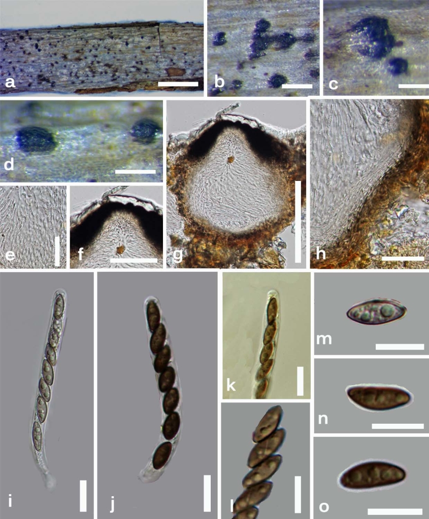 Fig 1 Anthostomella helicofissa