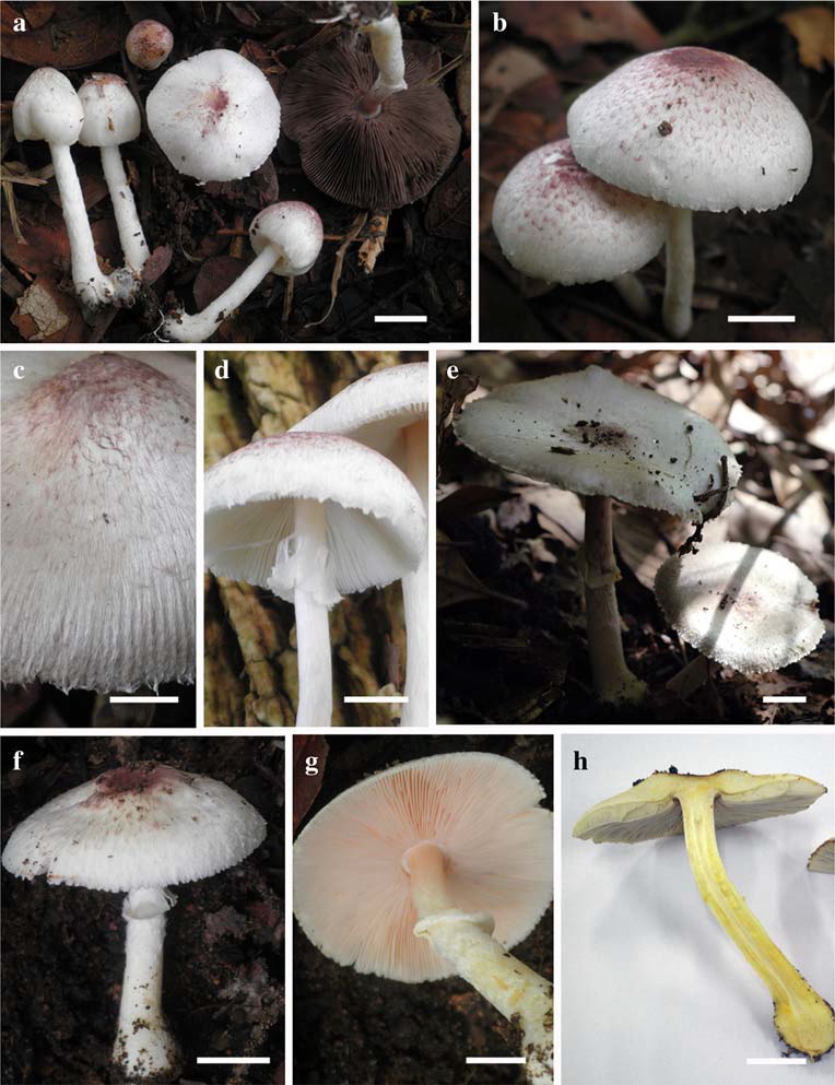 a–d Agaricus parvibicolor (MFLU 12 0953, holotype) a Sporocarps in situ. b Pileus characters. Finely striate on the margin. d Membranous annulus. e–h Agaricus sodalis (MFLU 12–0987, holotype) e Sporocarps in situ. f Sporocarp. g Lamellae and annulus. h Staining yellow when cut. Scale bars: a– h=10 mm