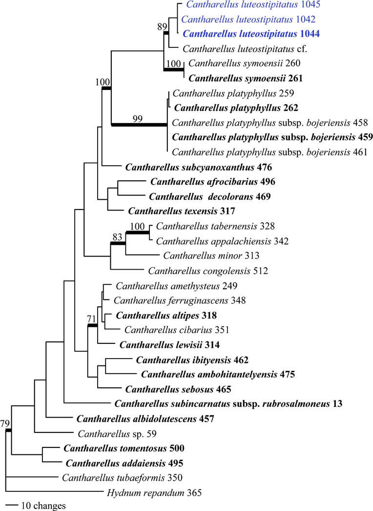 Phylogram generated from Maximum Parsimony analysis based on TEF1 sequence data of Cantharellus. Sequences used in this study have been sampled from Buyck et al. (2014) or newly generated for C. luteostipitatus sp. nov. Branches indicated in bold received significant (≥70 %) bootstrap support. Species for which obtained sequences are based on type material have names in bold