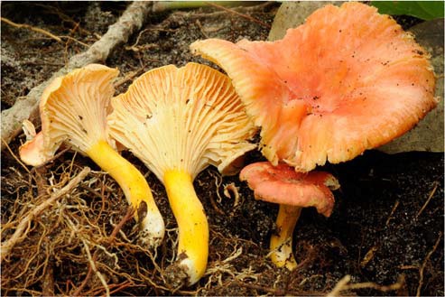 Cantharellus luteostipitatus (PC0085576). General habit (photo B. Buyck)