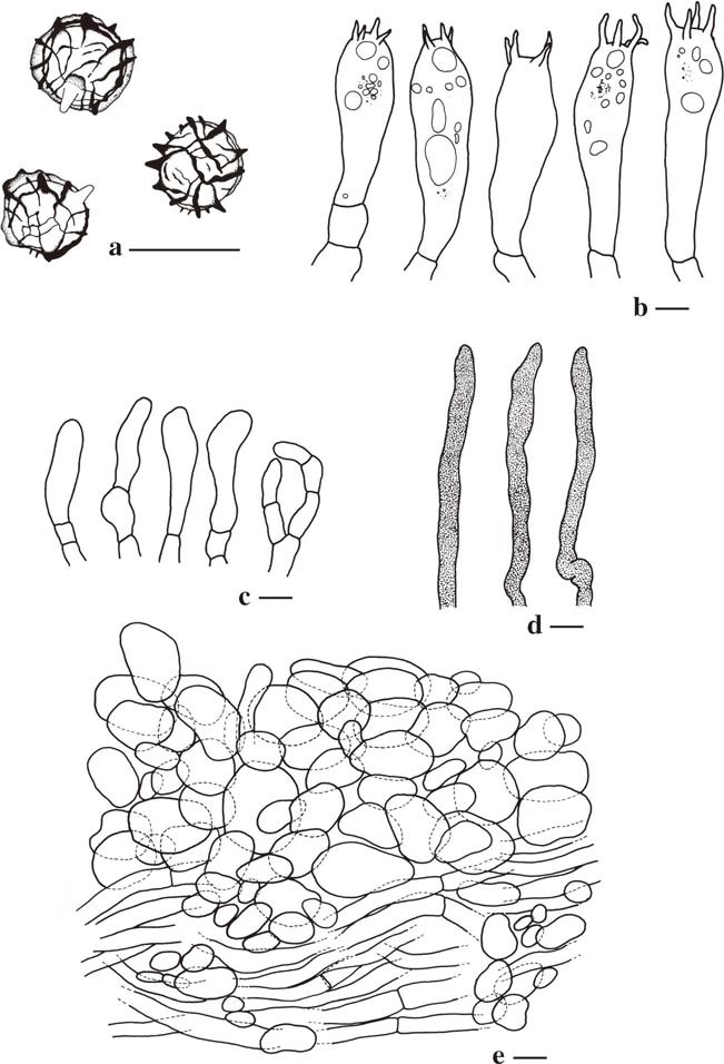 Lactarius atrobrunneus (holotype) a Basidiospore b Basidia c Marginal cells d Pseudocystidia e pileipellis. Scale bar=10μm. Drawings by K. Wisitrassameewong