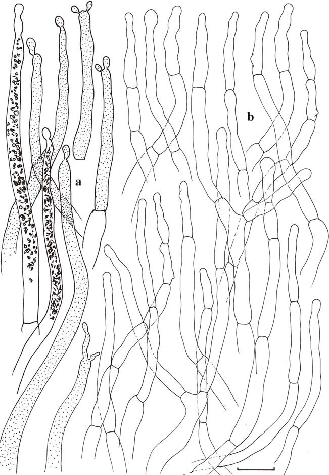 Microscopic features of the hymenium. a Basidia. b Basidiola. c Spores. d Gloeopleurocystidia. e Gloeocheilocystidia (no marginal cells differentiated). Gloeocystidia with indication of contents as observed in Congo Red for two elements, schematically in all other elements. Scale bars=10μm, but only 5μm for spores. Drawings B. Buyck