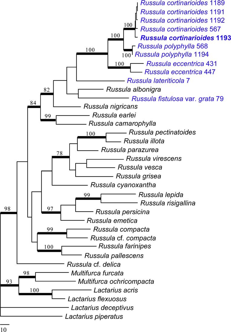 Phylogram generated from Maximum Parsimony analysis based on combined sequence data of RPB2, LSU, ITS for 31 Russula and six outgroup sequences (2 Multifurca spp., 2 Lactarius spp. and 2 Lactifluus spp.). Sequences used in this study have been sampled from a previous study (Buyck et al 2008) or newly generated for R. cortinarioides, R. polyphylla, R. eccentrica, R. lateriticola and R. fistulosa var. grata [see GenBank accession numbers KP033498–KP033508 (RPB2), KP033487 KP033497 (nucLSU), KP033476–KP033486 (ITS). Branches indicated in bold received significant (≥70 %) bootstrap support