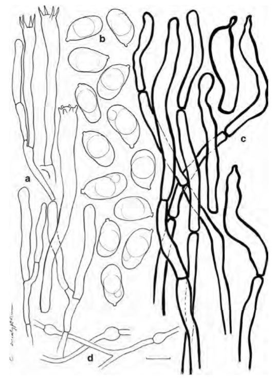 Cantharellus eucalyptorum (holotype) a Spores. b Basidia, basidiola and subhymenial cells c Hyphal extremities of the pileipellis. Scalebars=10μm,butonly5μm for spores. Drawings B. Buyck