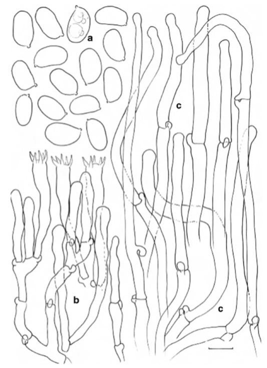 Cantharellus nigrescens (holotype) a Spores b Basidia, basidiola and subhymenial cells c Hyphal extremities of the pileipellis. Scalebars=10μm,butonly5μm for spores. Drawings B. Buyck