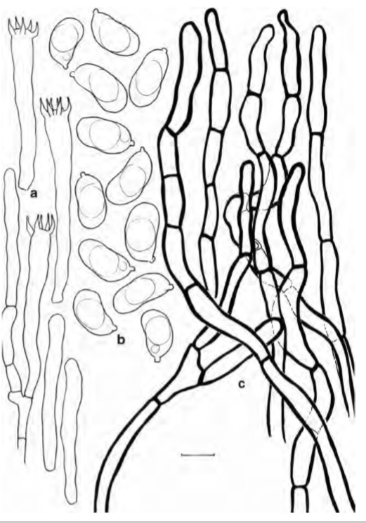 Cantharellus tricolor (holotype) a Spores b Basidia, basidiola and subhymenial cells c Hyphal extremities of the pileipellis.Scalebars=10μm,but only 5 μm for spores. Drawings B. Buyck