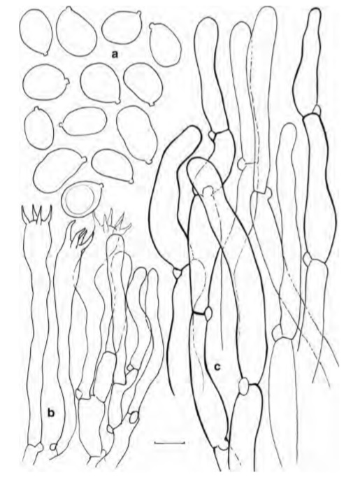 Cantharellus variabilicolor(holotype)aSpores b Basidia, basidiola and subhymenial cells c Hyphal extremities of the pileipellis. Scalebars=10μm,butonly5μm for spores. Drawings B. Buyck