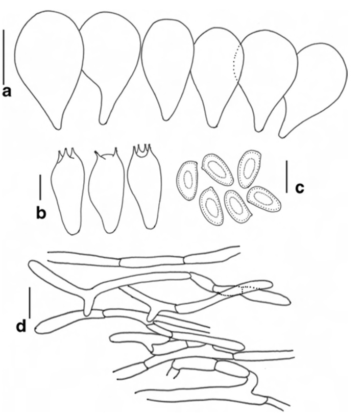 Agaricus exilissimus (holotype) a Cheilocystidia b Basidia c Basidiospores d Pileipellis. Scale bars: a=10μm, b–d=5μm