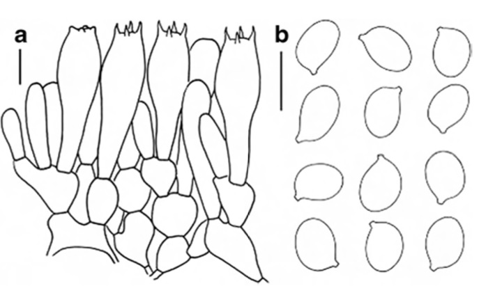 Microscopic features of Amanita melleialba (holotype) a Hymenium and subhymenium b Basidiospores. Scale bars=10 μm
