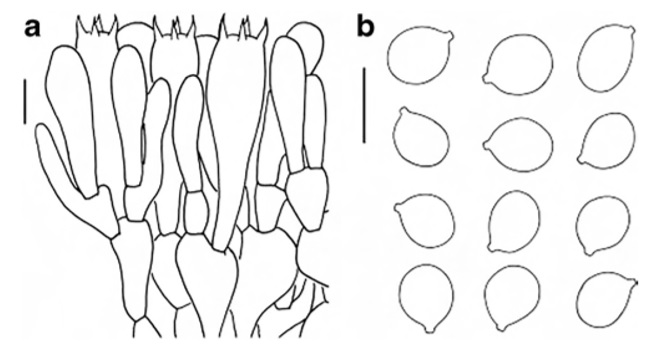 Microscopic features of Amanita pseudosychnopyramis (HKAS 87999, holotype): a Hymenium and subhymenium; b Basidiospores. Scale bars=10 μm