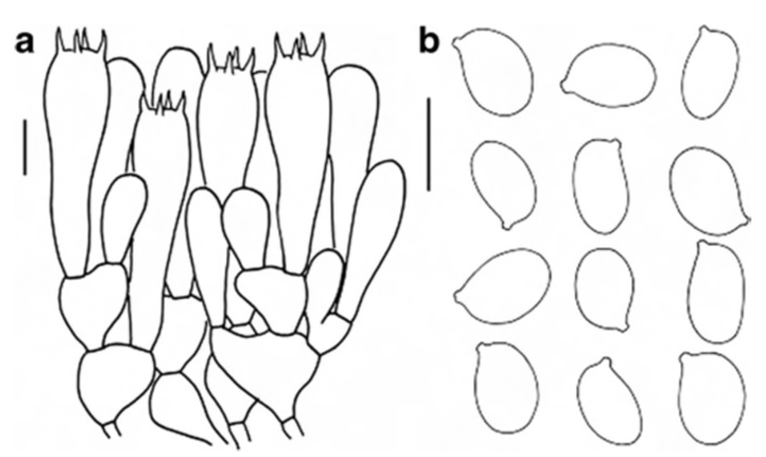 Microscopic features of Amanita subparvipantherina (holotype) a Hymenium and subhymenium b Basidiospores. Scale bars=10 μm