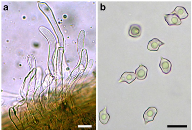 Entoloma calabrum (holotype) a Caulocystidia b Spores. Scale bars: 10 μm