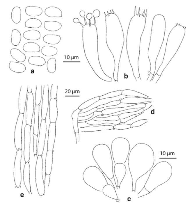 Micro-morphological characters of Inocybe granulosa (holotype) a spores b basidia c cheilocystidia d hyphae of pileipellis e stipe surface hyphae