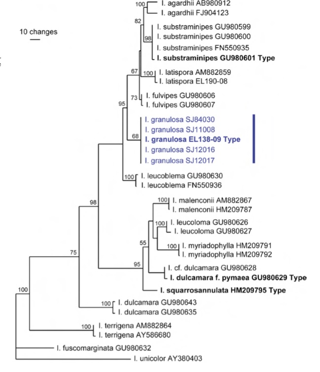 Phylogram from the analysis of ITS and LSU rDNA sequence data (PAUP*, Version 4) showing the position of Inocybe granulosa in relation to closely related species in the subgenus Mallocybe. Bootstrap values are indicated on branches. Sequences of type specimens are in bold