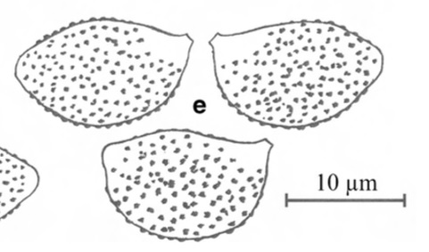 Cortinarius seidlii 