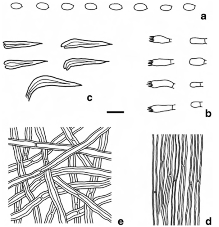 Hymenochaete subporioides microscopic structures (BJFC011058, holotype) a Basidiospores b Basidia and basidioles c Hymenial setae d Hyphae in trama e Hyphae in lower context Scale bars: a=5μm, b–e=10μm