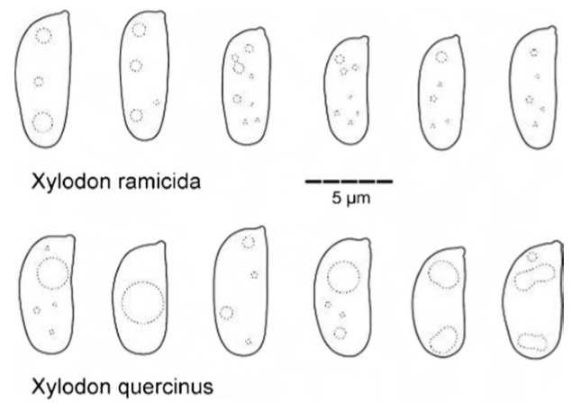 Basidiospores of Xylodon ramicida (holotype) and Xylodon quercinus (Niemelä 9040)