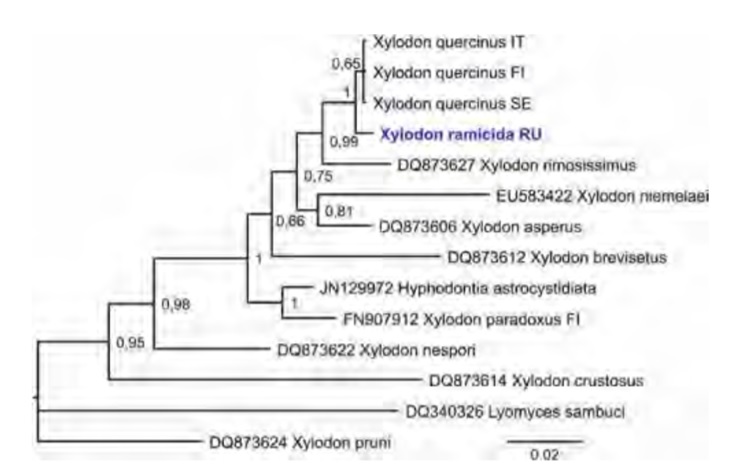  Xylodon ramicida within the Coltricia clade of Hymenochaetales (Basidiomycota) sensu Larsson et al. (2006). Consensus phylogram of the 4503 trees retained in the Bayesian analysis of nrDNA ITS and LSU. Numbers represent Bayesian posterior probabilities