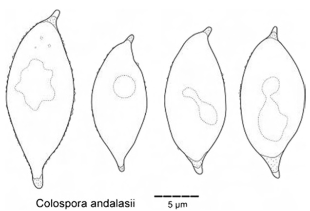 Basidiospores of Colospora andalasii (isotype) drawn in Cotton Blue