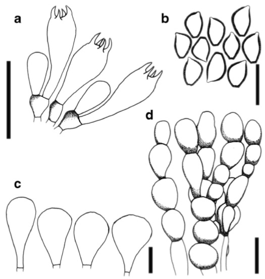 Clarkeinda trachodes (MFLU 10–0139, reference specimen) a Basidia with basidioles b Basidiospores c Cheilocystidia d Pileipellis. Scale bars: a=30μm, b=10μm, c=15μm, d=20μm