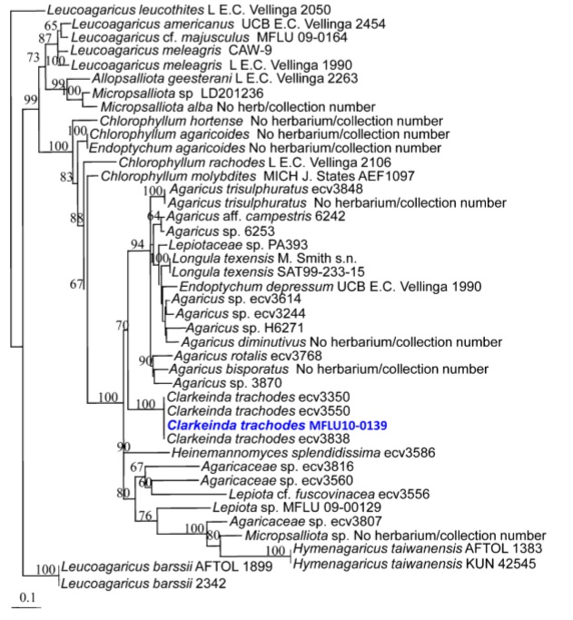  Phylogeny of Clarkeinda trachodes and satellite genera in the Agaricaceae based on analysis of ITS sequence data, inferred by maximum likelihood (ML) analysis. Numbers at internodes refer to confidence estimates based on 100 rapid ML bootstraps (only those >50 are indicated). Clarkeinda trachodes from Sri Lanka is highlighted. Leucoagaricus barssii and Leucoagaricus leucothites are outgroup taxa. New sequences is in blue and ex-type and reference specimens are in bold