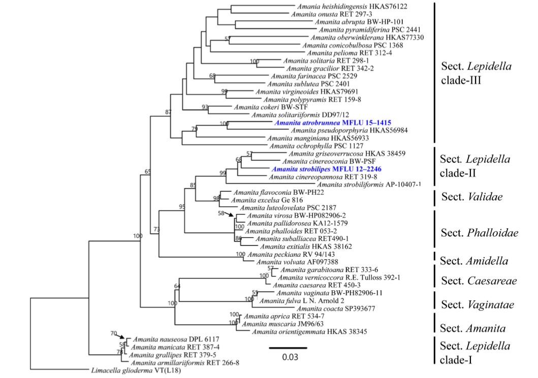 Phylogram inferred by Maximum Likelihood analysis of LSU sequences. Bootstrap support values greater than 50 % are indicated above the nodes. New taxa are in blue and species for which obtained sequences are based on type material have names in bold. The tree is rooted with Limacella glioderma