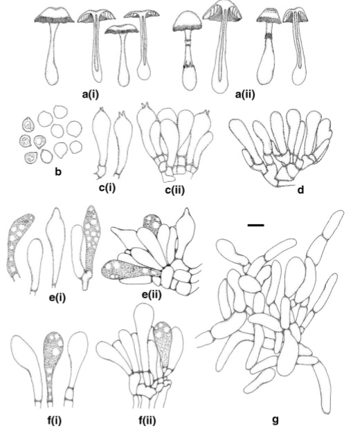 Amanita gleocystidiosa (holotype) a (i –ii) Basidiomata b Basidiospores c(i) Basidia c(ii) Basidia with basidioles d Basidiolese(i)Pleurocystidia e(ii) Pleurocystidia and basidioles mixed with gleocystidia in the different shapes f(i) Cheilocystidia f(ii) Cheilocystidia with basidioles g Veil trama. Scale bars: a=10 mm, b– g=10μm