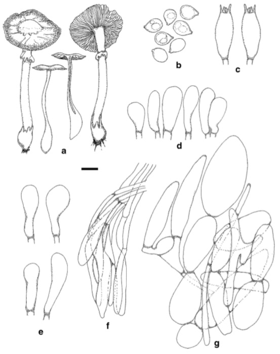 Amanita pyriformis (holotype) a Basidiomata b Basidiospores c Basidia d Basidioles e Pleurocystidia f Stipilipellis g Veil trama. Scale bars: a=10 mm, b –f=10μm