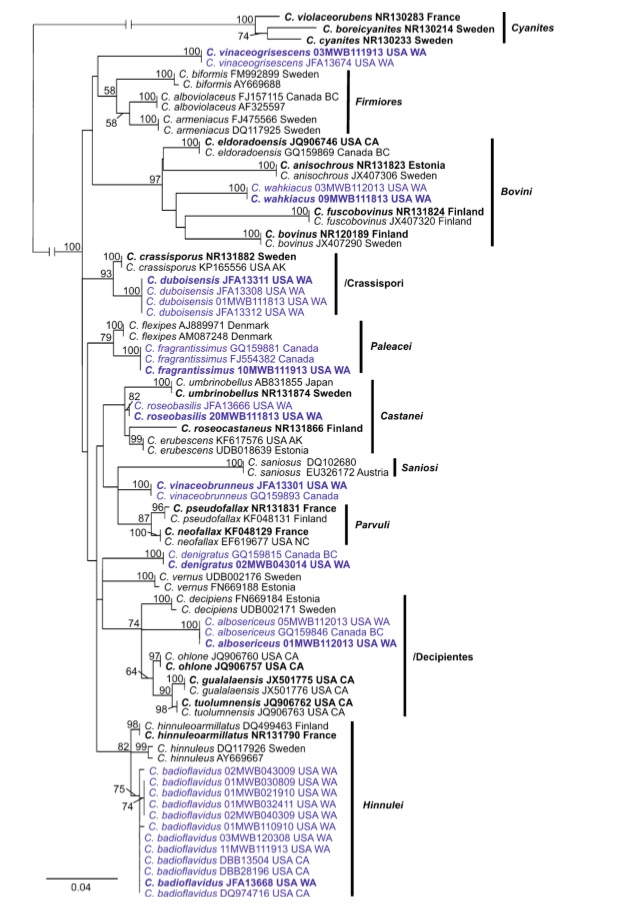 Phylogram resulting from the RAxML (Stamatakis 2014) analysis of ITS regions. Bootstrap values greater than 50 % are indicated above branches. New taxa are in blue and ex- type in bold. The tree is rooted with section Cyanites