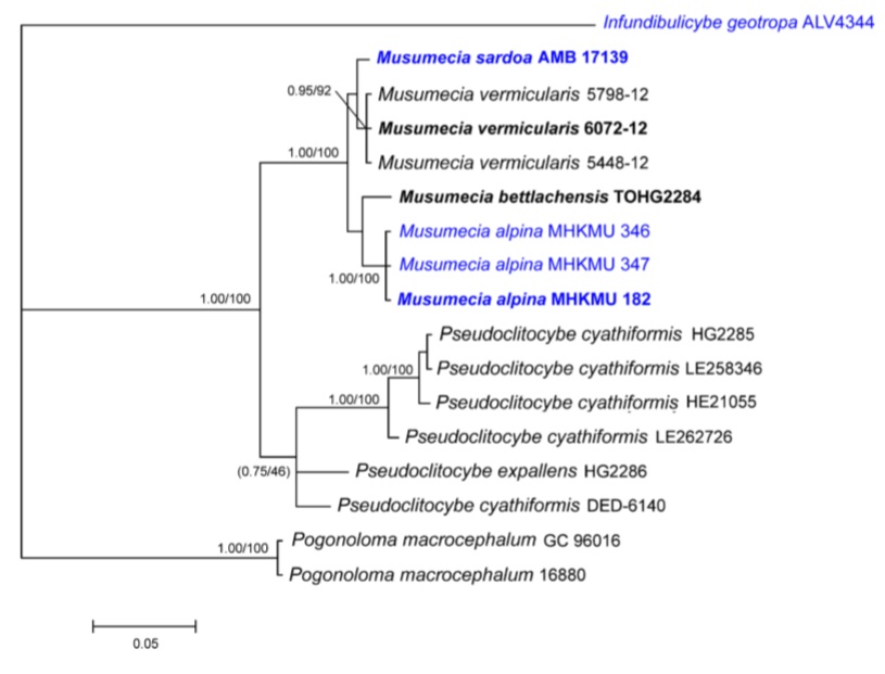 Phylogenetic relationshipsofMusumeciabased on ITS sequences data. Bayesian posterior probabilities (PP≥0.90) and RAxML bootstrap values (BP≥70 %) are shown above or below the branches. New taxa are in blue and ex-type specimens in bold