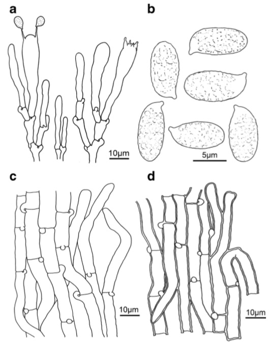 Musumecia alpina (holotype) a Basidia, cheilocystidia, and pleurocystidia b Spores c Pileipellis d Stipitipellis