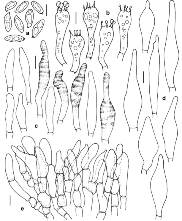 Leccinellum indoaurantiacum (holotype) a Basidiospores b Basidia c Hymenial cystidia d Caulocystidia e Transverse section through pileipellis. Scale bars:a –e=10μm