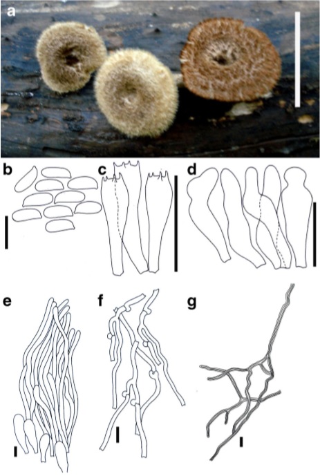 Lentinus stuppeus (MFLU 10–0667, reference specimen) a Basidiocarps b Basidiospores c Basidia d Cheilocystidia e Hyphal pegs f Generative hyphae g Skeletal hyphae. Scale bars: a=5 cm, b=10μm, c–g=20μm