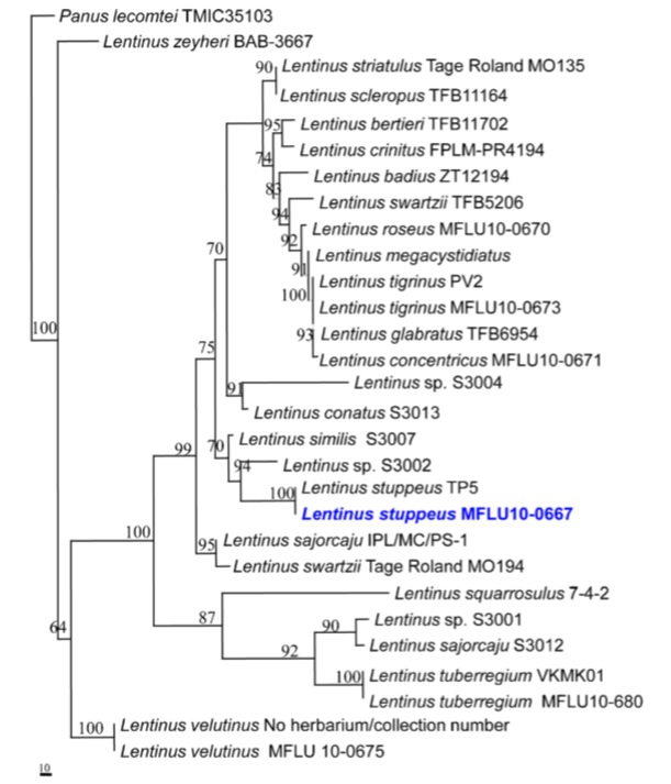 Phylogeny of Lentinus stuppeus and related species in the genus based on nrITS sequences, inferred by maximum likelihood (ML)analysis.Numbersatinternodesrefertoconfidenceestimatesbased on 100 rapid ML bootstraps (only those >50 are indicated). Lentinus stuppeus from Thailand is in blue. Leucoagaricus barssii and Leucoagaricus leucothites are outgroup taxa