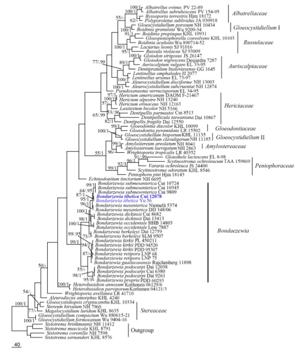 Phylogeny of species in Bondarzewia and related species generated by maximum likelihood based on ITS+nLSU sequence data. Branches are labeled with bootstrap proportions (before the slash markers) higher than 50 % and Bayesian posterior probabilities (after the slash markers) more than 0.95. New taxa are in blue and ex-type specimens in bold