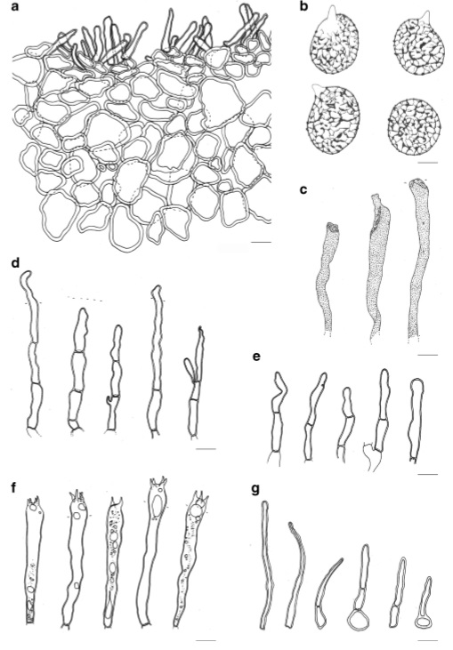 Lactifluus armeniacus (holotype) a Section through pileipellis b Basidiospores c pleuropseudocystidia d Pleurolamprocystidia e Marginal cellsf Bsidia g Terminal elements of the pileipellis. Scale bars:a – g=10μm