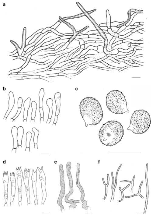Lactifluus ramipilosus (holotype) a Section through pileipellis b Marginal cells c Basidiospores d Basidia e Pleuropseudocystidia f Terminal elements of the pileipellis. Scale bars:a-f=10 um