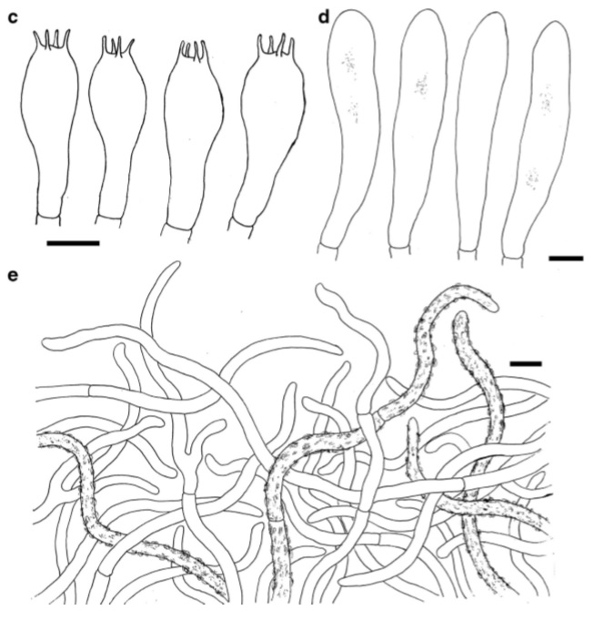 Basidiocarps and microcharacters of Russula amethystina subsp. tengii (holotype) a Basidiocarps b Basidiospores c Basidia d Pleurocystidia e Epipellis. Scale bars: a=1 cm, b –e=10μm