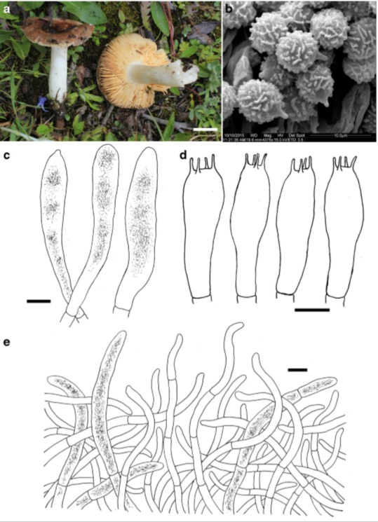 Basidiocarps and microcharacters of Russula wangii (holotype) a Basidiocarps b Basidiospores c Pleurocystidia d Basidia e Epipellis. Scale bars: a=1 cm, b–e =10μm