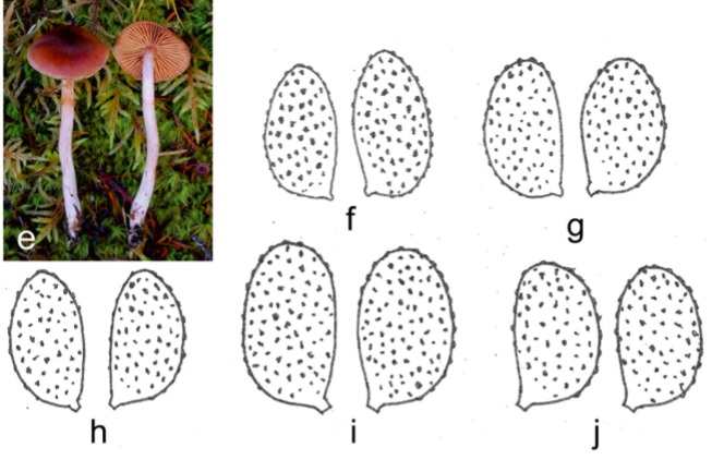 a, f Cortinarius fulvescens 04-935 (neotype, H). b, g C. fulvescentoideus 03-1675 (H). c, i C. pseudobulliardioides 11-452 (holotype, H). d, j C. tenuifulvescens 04-572 (holotype, H). e, h C. nymphatus DBB21430 (UC). Scale bar 10 mm. (a–d Photographs by K. Liimatainen, e by D. Bojantchev. f–j Drawings by T. Niskanen and I. Kytovuori.)