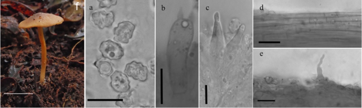 Rhodocybe indica (CAL 1323, holotype). a Basidiospores. b Basidium. c Pseudocystidia. d Stipitipellis. e Pileipellis with pileocystidia. f Basidiocarp in the ﬁeld. Scale bars a–e = 10 lmf= 10 mm (a–e Photo by K.P. Deepna Latha, f Photos by K.N. Anil Raj)