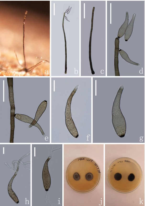 Helminthosporium conidia,
